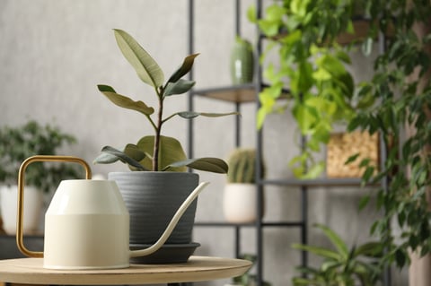 Watering can and beautiful houseplant on table indoors