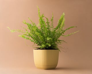 Green fern in yellow ribbed pot against brown background
