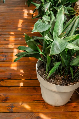 Aspidistra elatior in white pot for concepts of houseplant care, simplicity and greenery