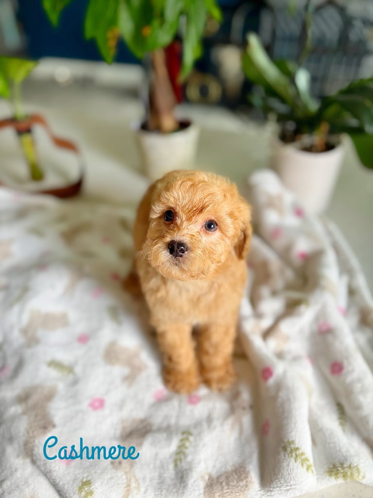 Small tan puppy standing on a white patterned blanket with potted plants in the background