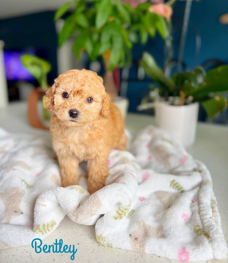 Small apricot-colored puppy standing on a patterned blanket indoors, surrounded by potted plants