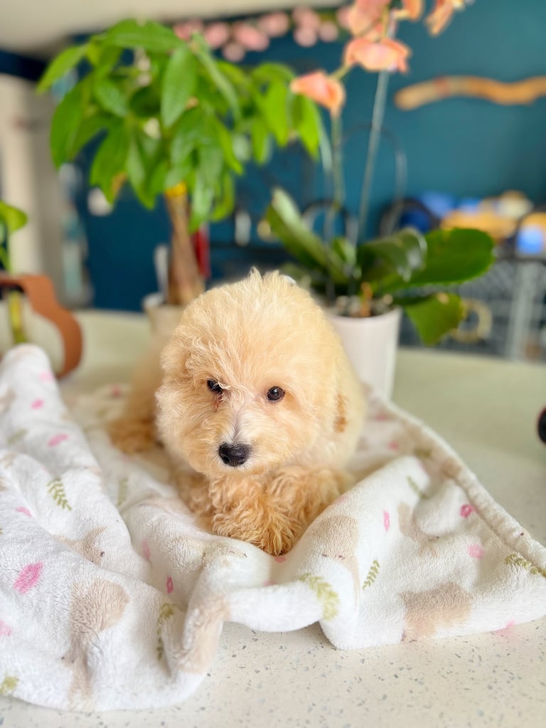 Fluffy cream-colored puppy wrapped in a patterned blanket on a table with potted plants in the background