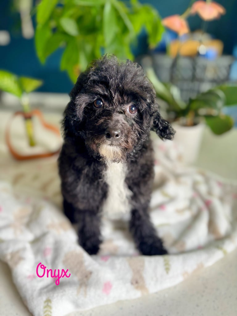 Small black and white puppy named Onyx sitting on a patterned blanket indoors with green plants in background