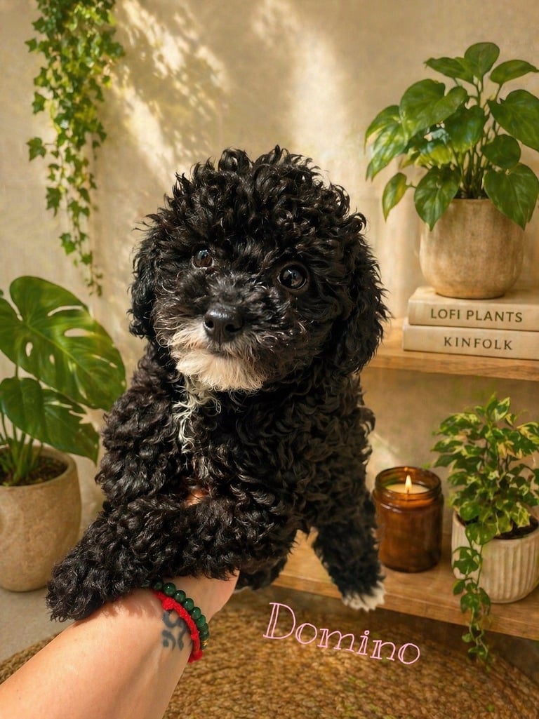 Black and white puppy named Domino held in hand, surrounded by potted plants and candle on wooden shelf