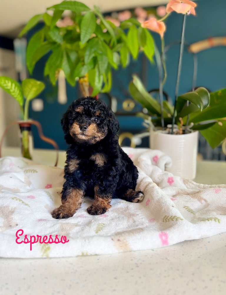 Black and tan toy poodle puppy named Espresso sitting on a blanket with potted plants in the background
