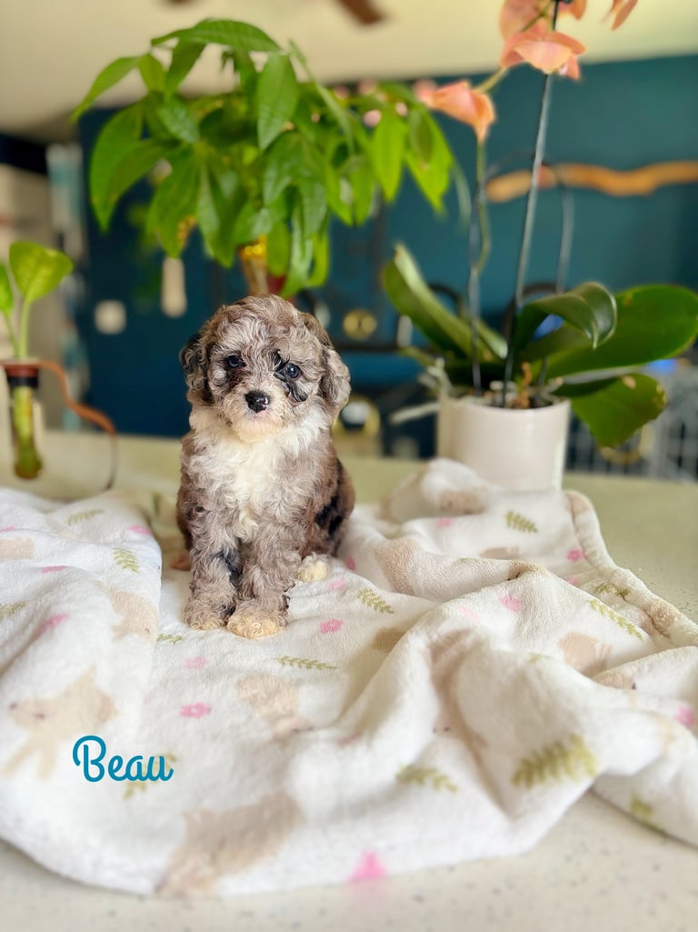 Small puppy named Beau sitting on a patterned blanket surrounded by potted plants indoors